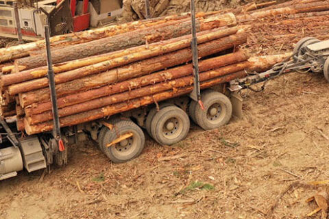 Holzlaster mit einer Ladung Rundholz auf einer Mercer Celgar Baustelle