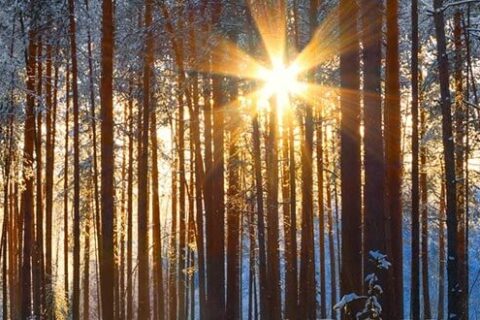 Ein Wald im Harz, Deutschland im Winter, die Sonne lugt durch die Bäume