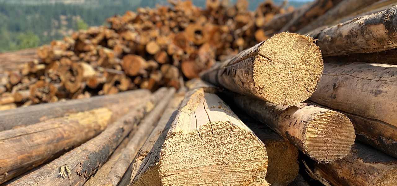 Nachhaltige, erneuerbare, biobasierte Produkte aus Holz