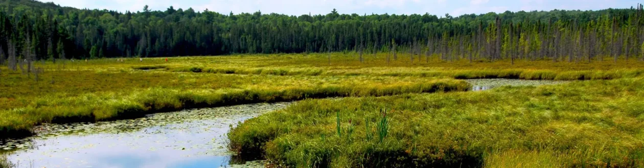 Weite Sumpflandschaft mit gewundenem Fluss, Seerosen und hohem Schilfgras. Im Hintergrund dichter Nadelwald unter blauem Himmel.