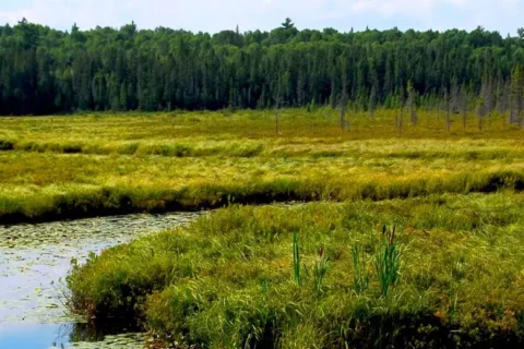 Weite Sumpflandschaft mit gewundenem Fluss, Seerosen und hohem Schilfgras. Im Hintergrund dichter Nadelwald unter blauem Himmel.