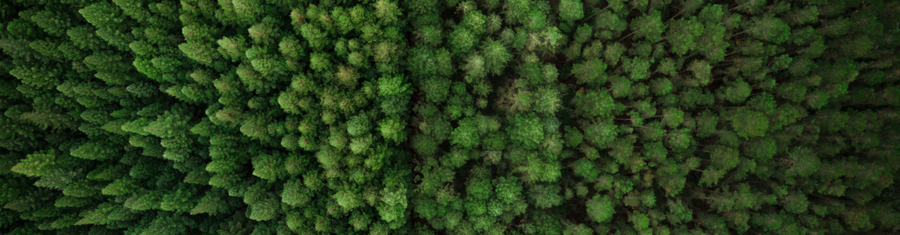 Blick aus der Vogelperspektive auf einen grünen Nadelwald.