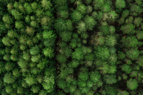 Blick aus der Vogelperspektive auf einen grünen Nadelwald.