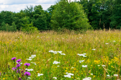 Landschaftsaufnahme einer Wiese mit Wildblumen.